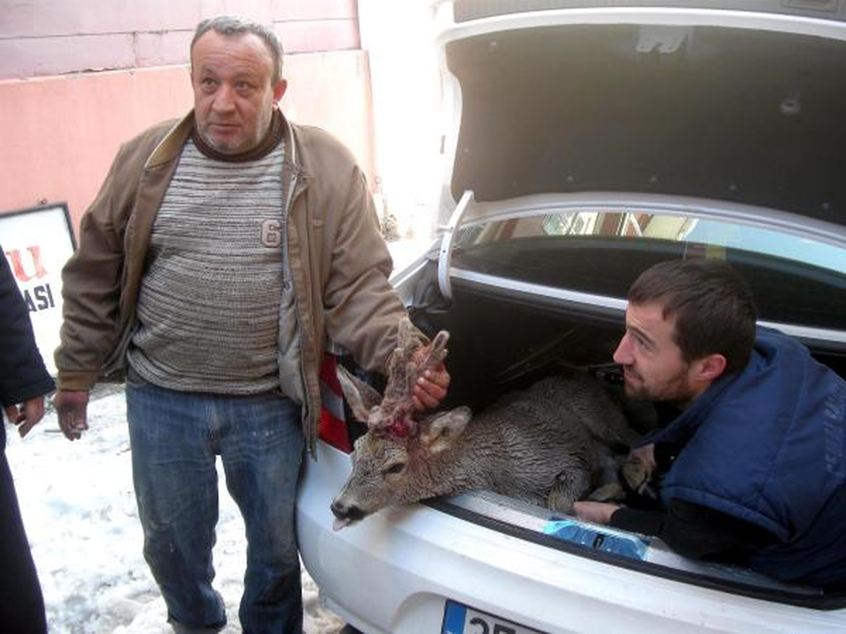 Köpeklerin Saldırısında Denize Atlayan Yaralı Karaca Tedavi Edilip Doğaya Bırakıldı