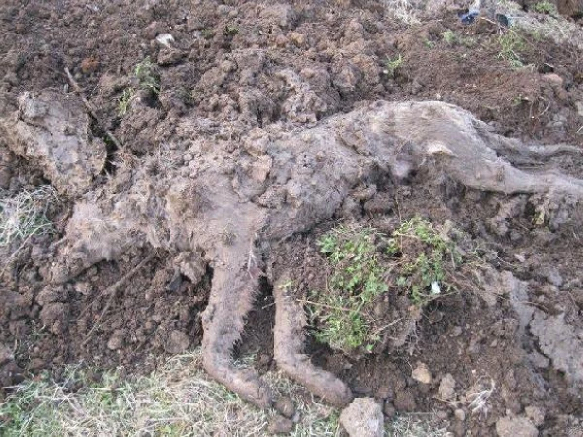 Çöplüğe Gömülen Köpekler Hayvanseverleri Ayağa Kaldırdı