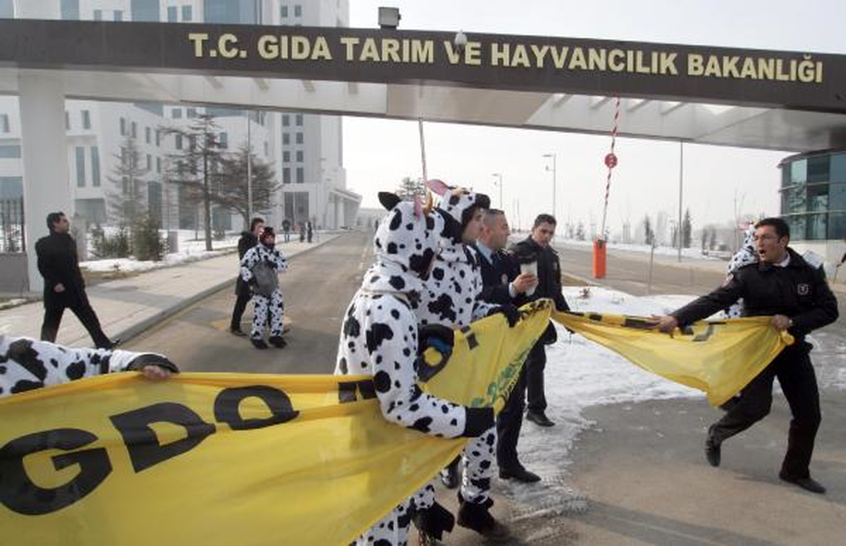"Amirim Bunlar İnek Gibi Davranıyor"