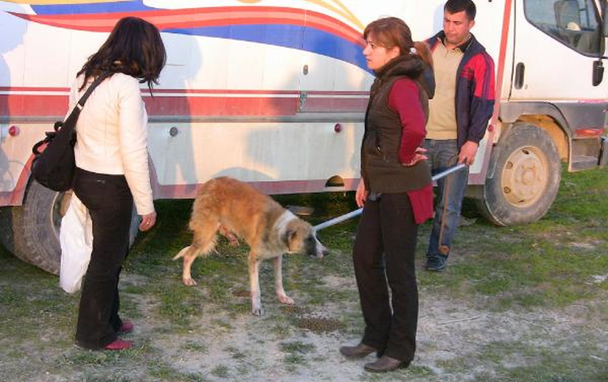 Ayağı Kırık Köpeğe Kadın Öğretmenler Sahip Çıktı