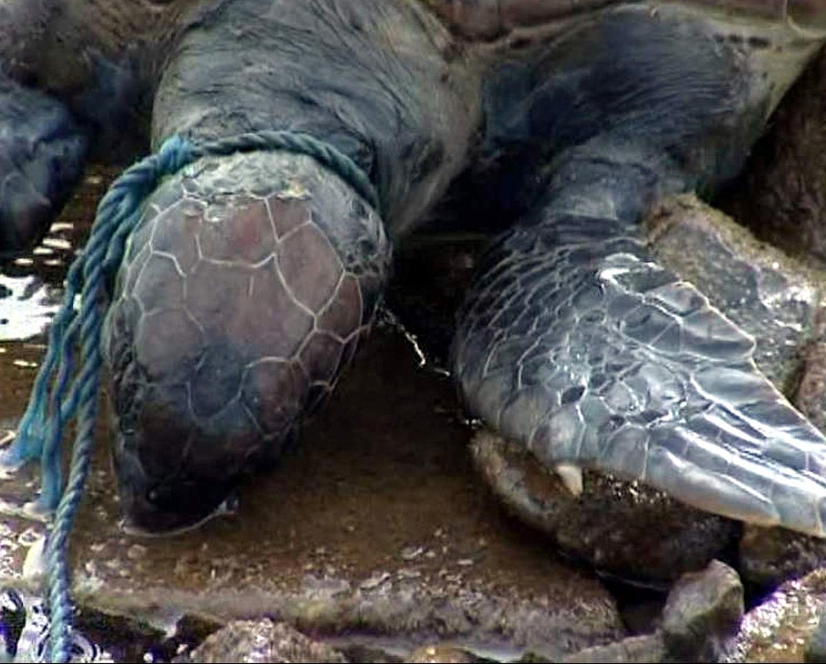 Caretta Caretta Kaplumbağasına Akıl Almaz İşkence