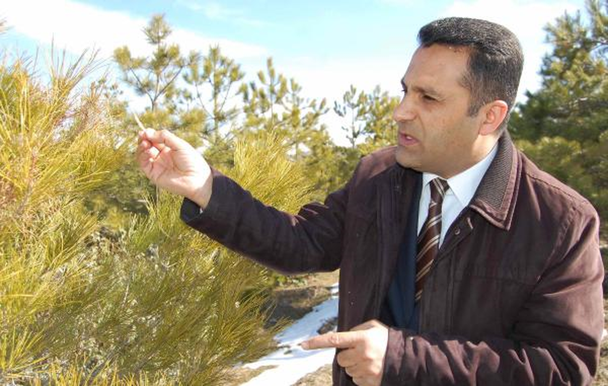 Dondurucu Soğuklar Ormanlara Yaradı