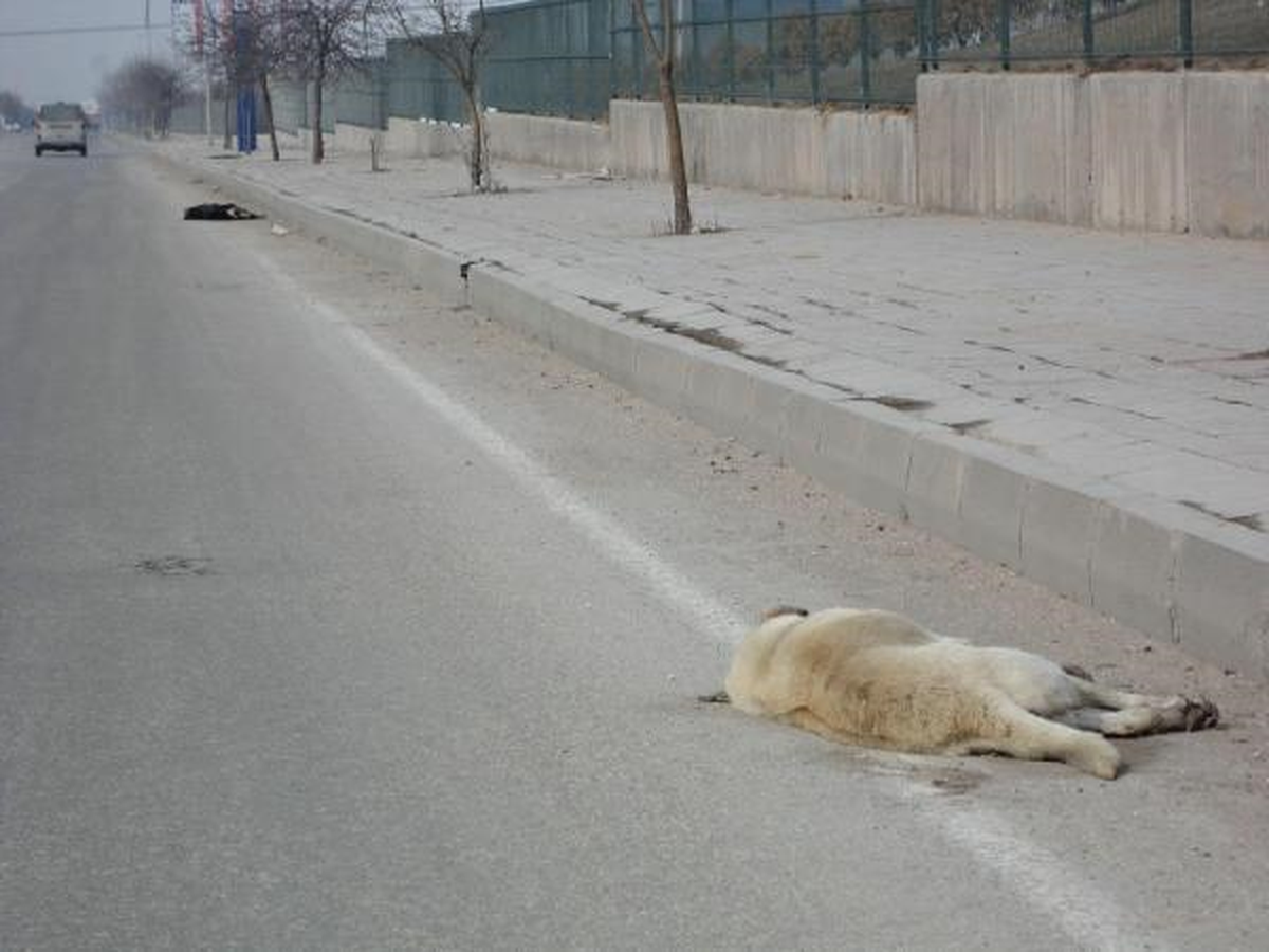 Eskişehir\'de 15 Köpek Zehirlenerek Telef Edildi