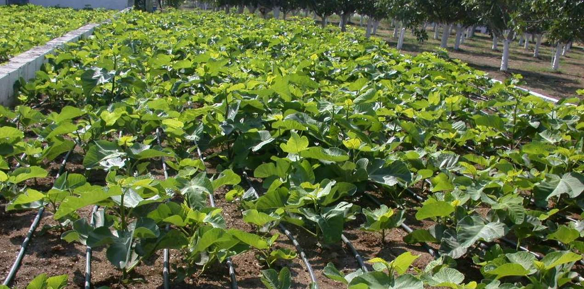 İncir Üreticisine Dikim ve Budama Uyarısı