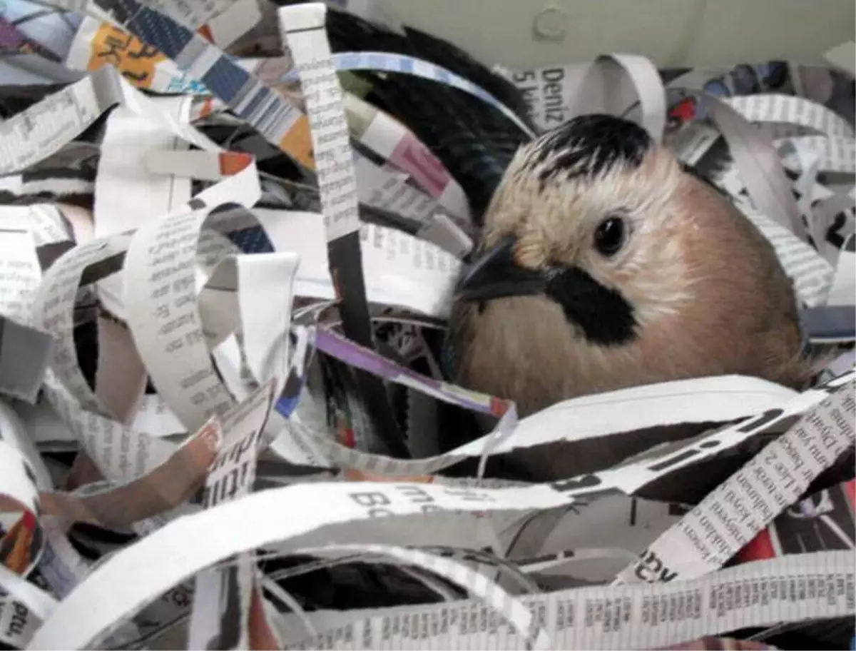 Kağızman\'da Bulunan Alakarga Doğaya Salındı