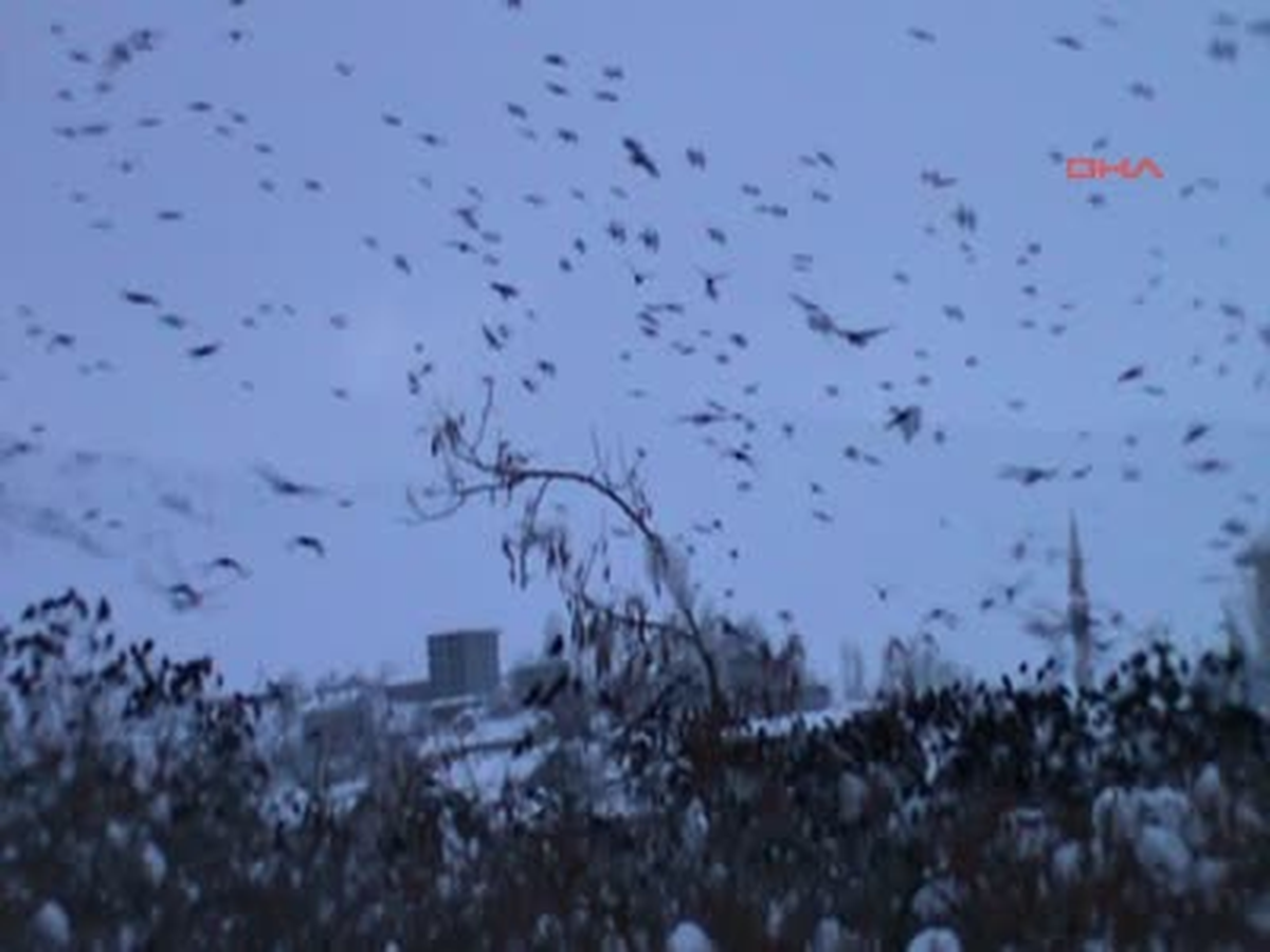 Kar Fazla, Kuşlar Açlıkla Karşı Karşıya