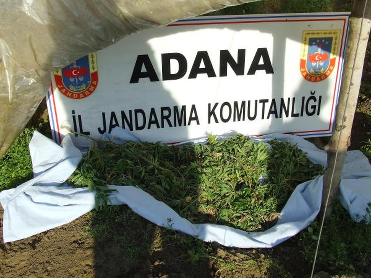 Patlıcan Serasında 5 Bin 995 Kök Hint Keneviri Ele Geçirildi