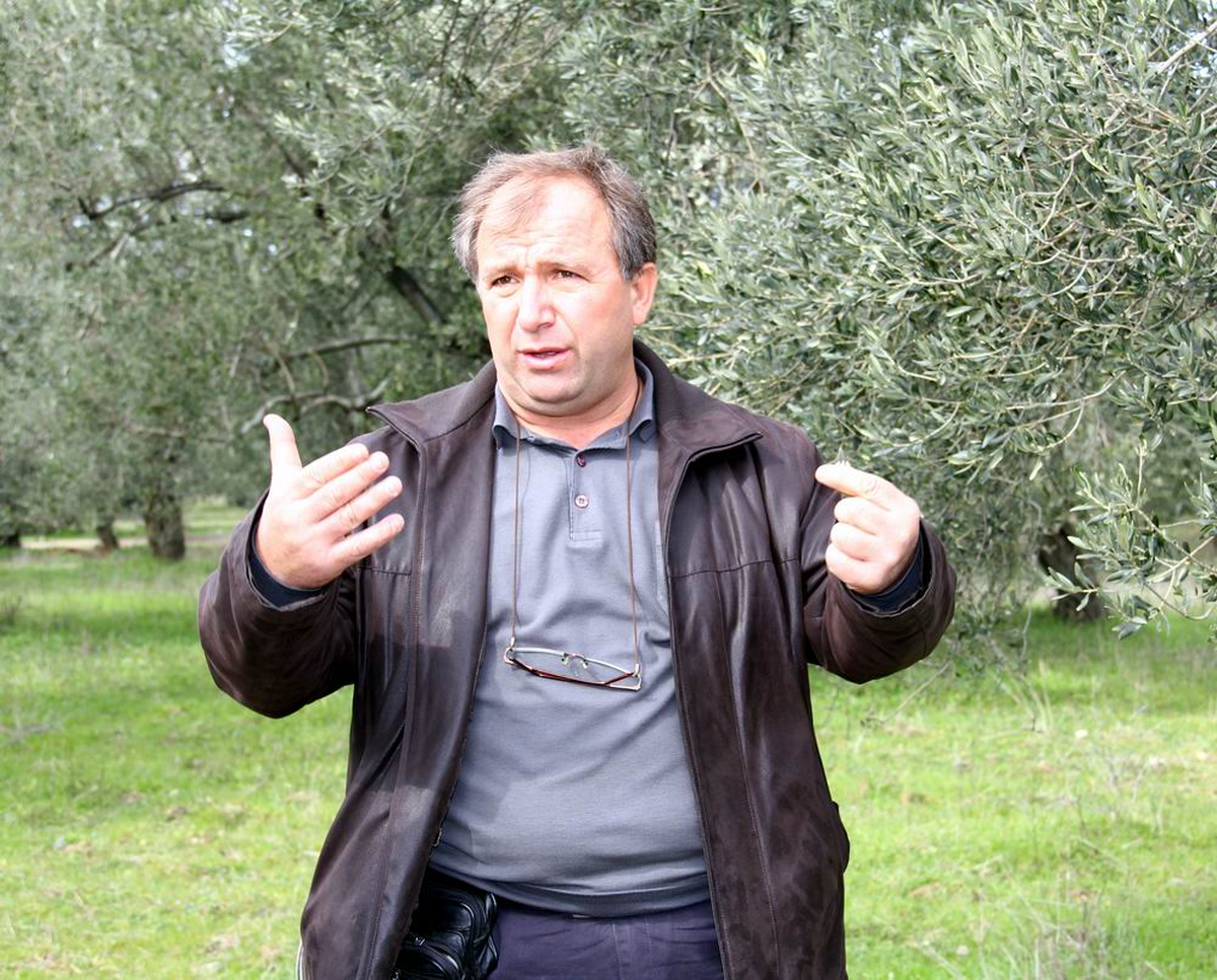Tariş, 11 Milyon Zeytin Ağacını İnceliyor