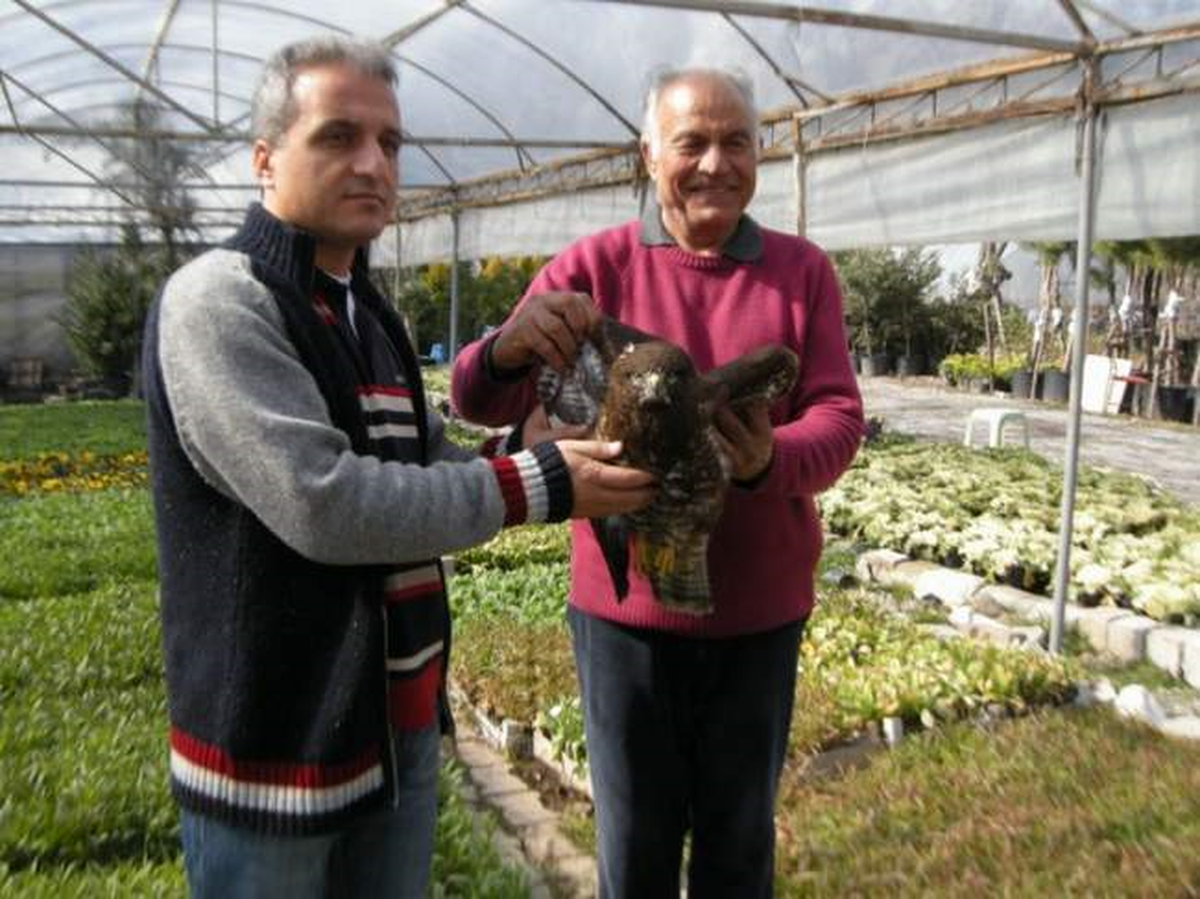 Yaralı Doğan Tedavi Edildi