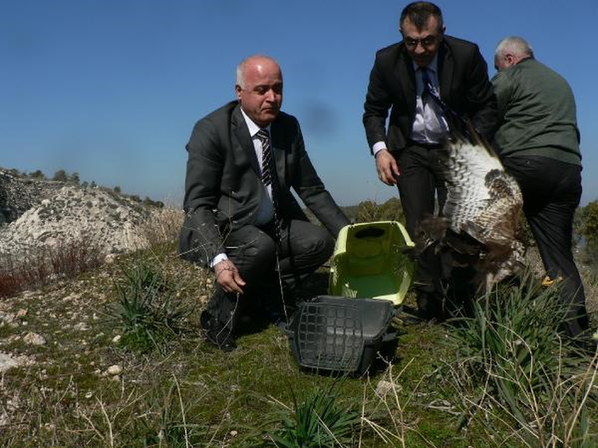 Yaralı Şahinler Doğaya Bırakıldı