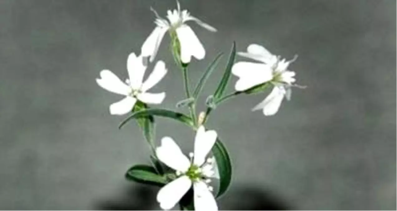 30.000 Yıl Sonra Geri Döndü!