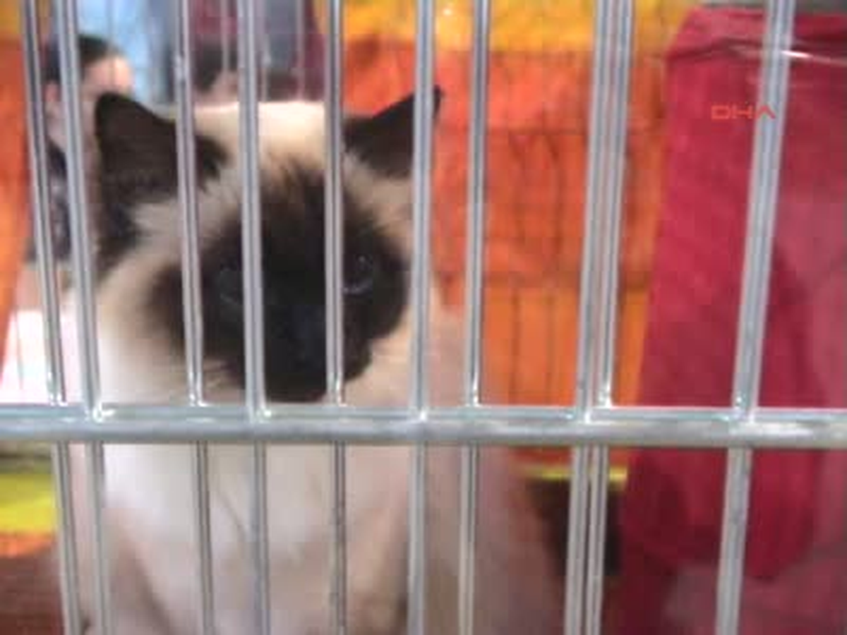 Cenevre\'de Kedi Fuarı