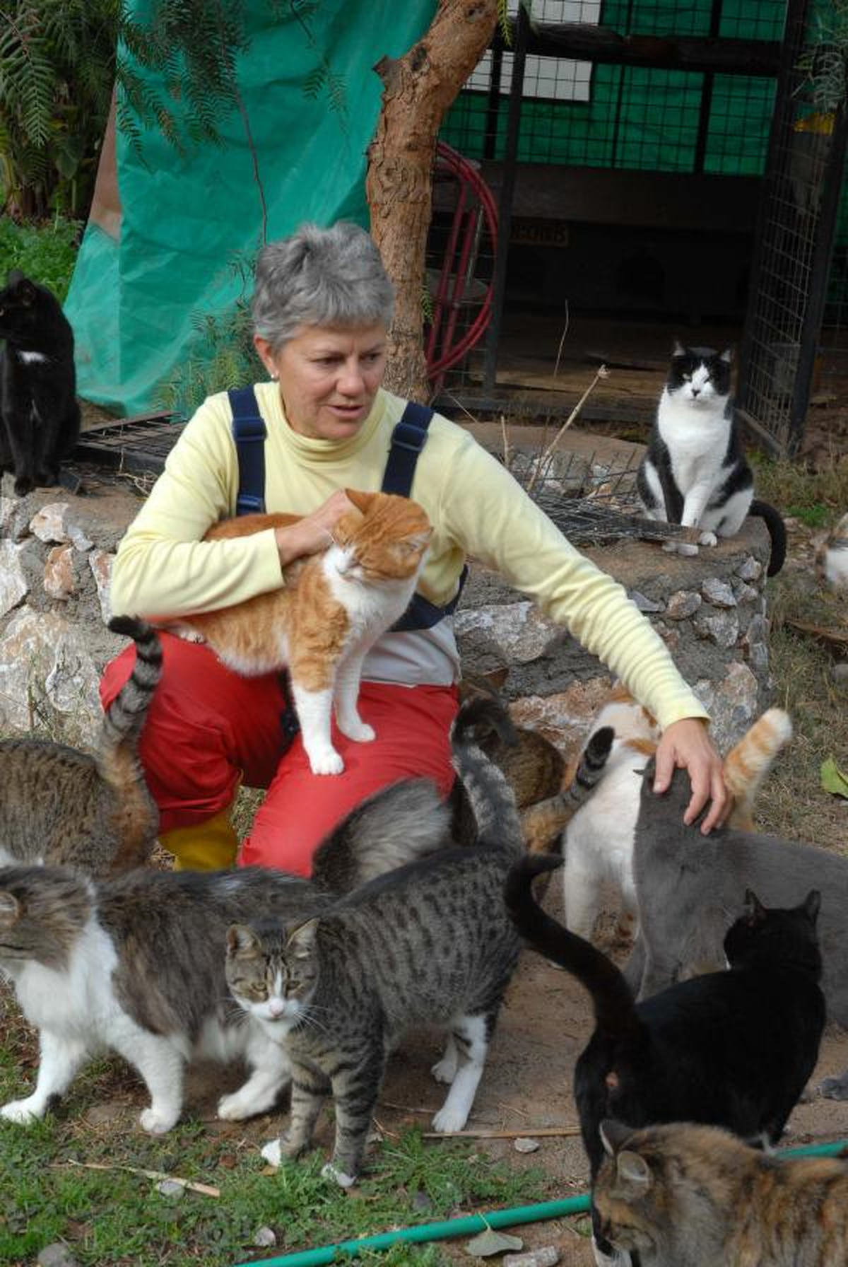 Kedi Barınağında Bir Brezilyalı