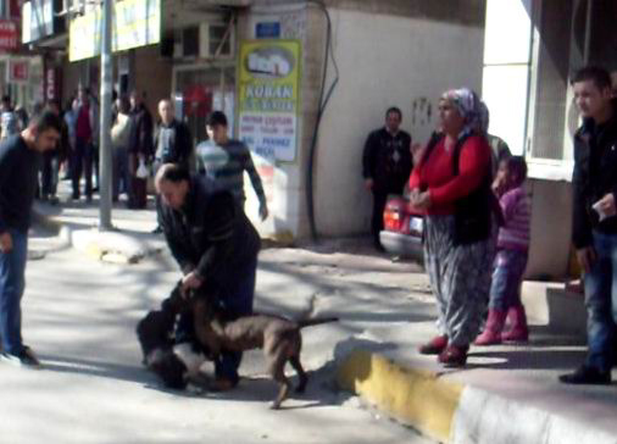 Pıtbull Evcil Köpeğe Böyle Saldırdı