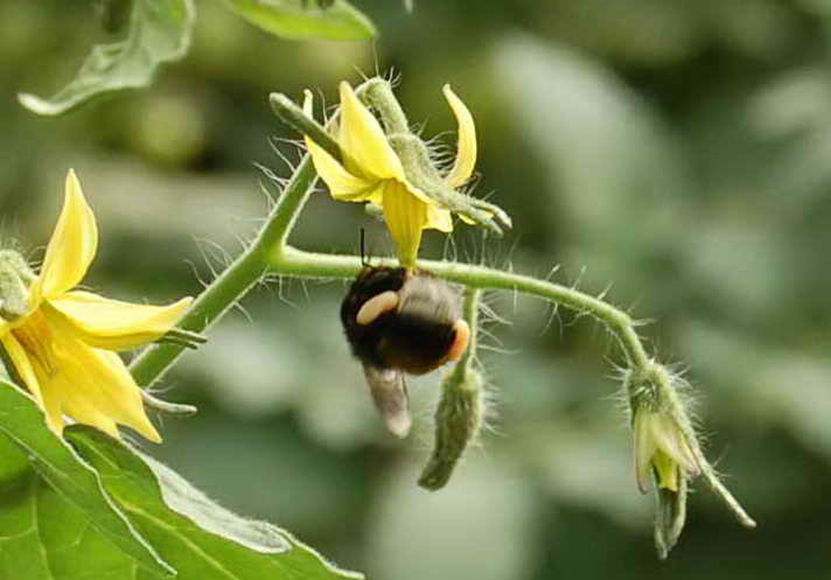 Simav\'da Bombus Arısına İlgi Artıyor
