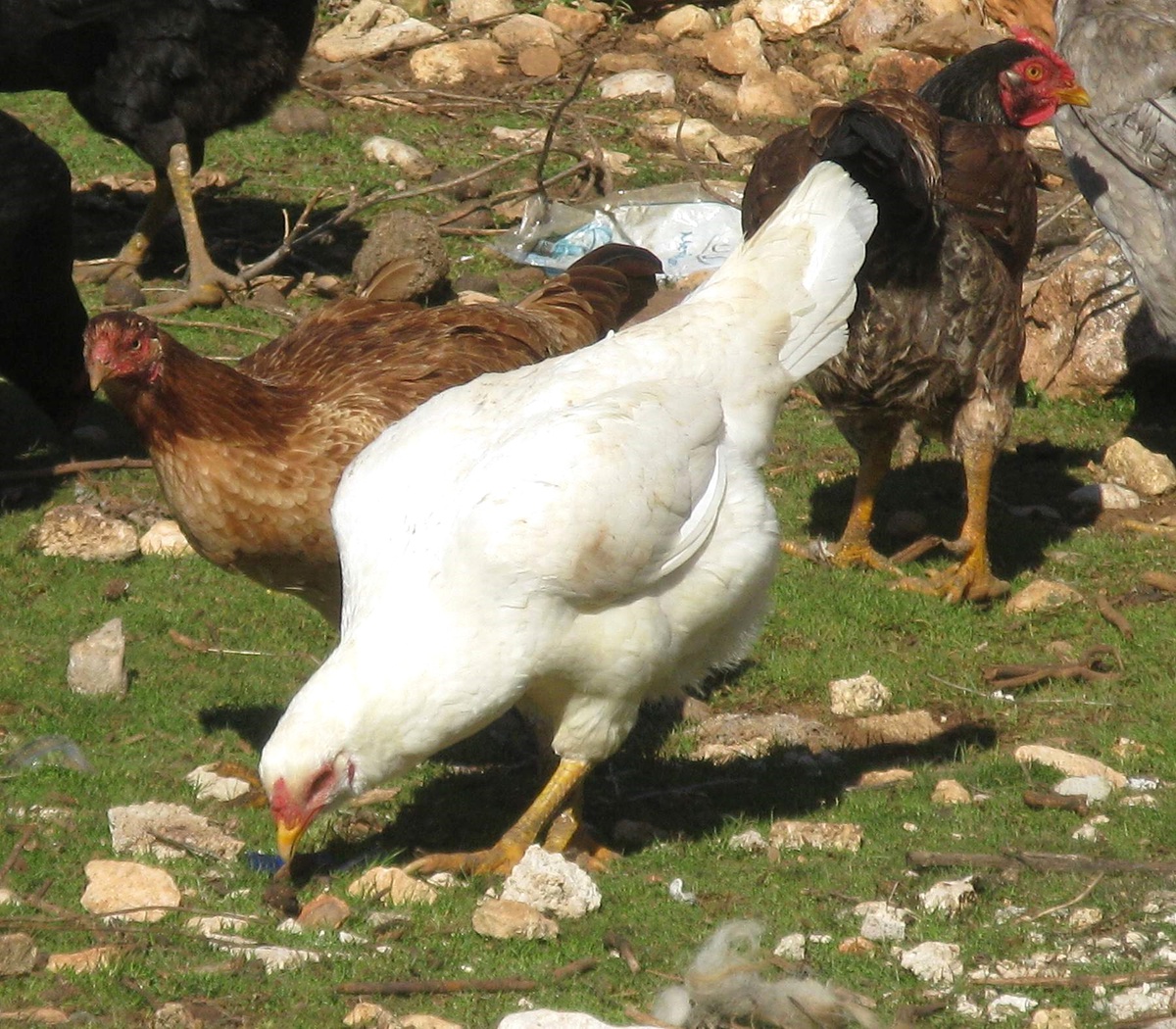 Araban\'ın Köylerinde Tavuk Besiciliği Yeniden Gelişiyor