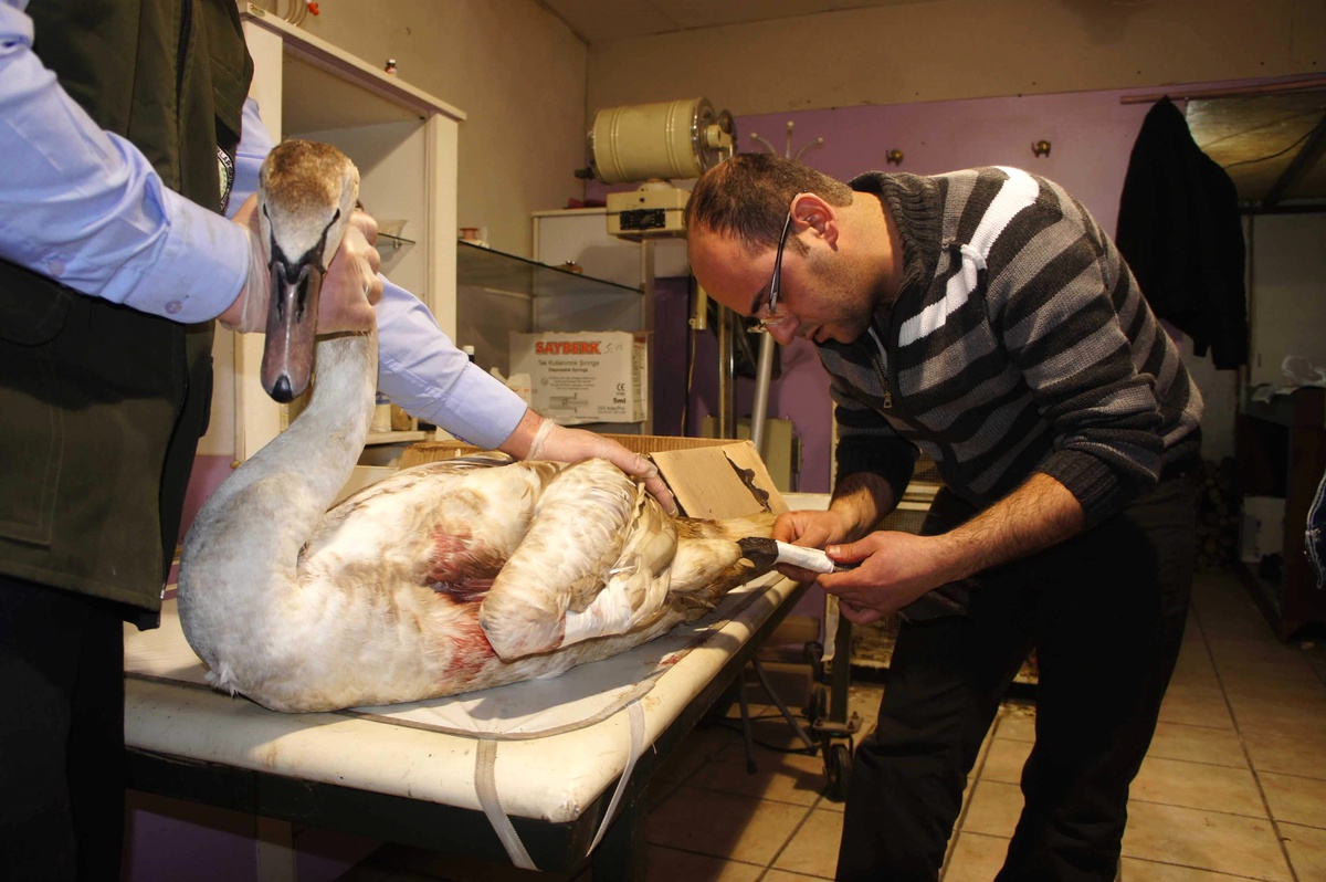İnebolu\'da Yaralı Kuğuya Plastik Halka Takıldı