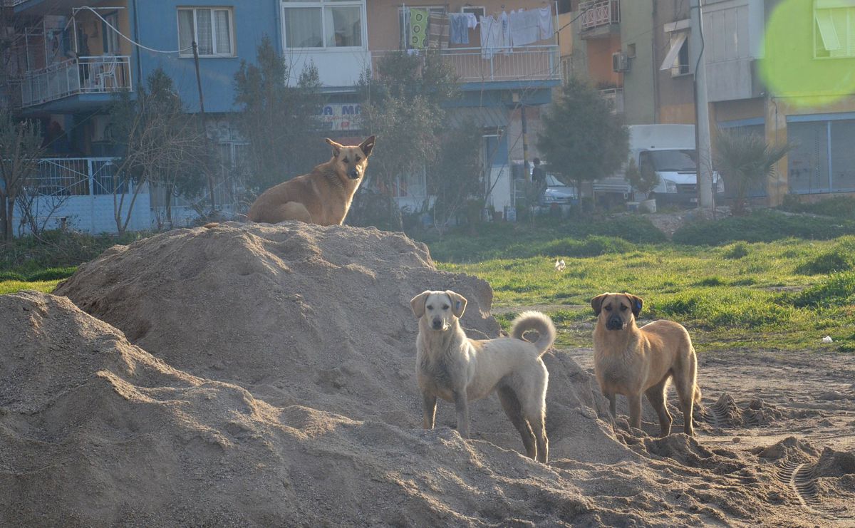 İzmir\'de Köpek İstilası