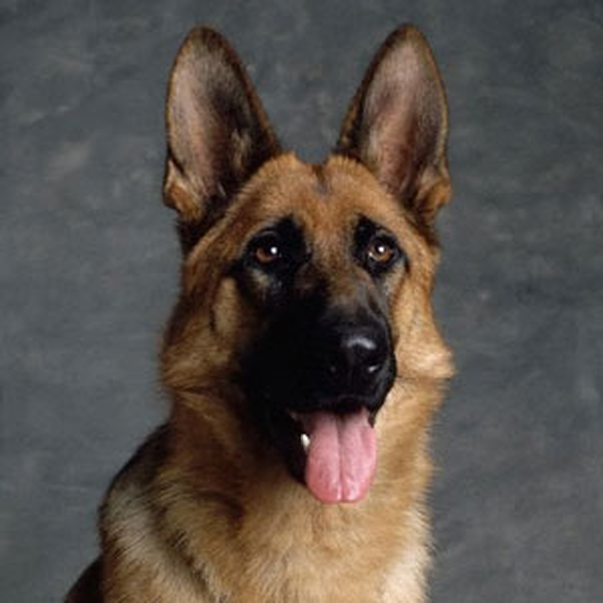 Köpeğine Çarpan Sürücüden Şikayetçi Oldu