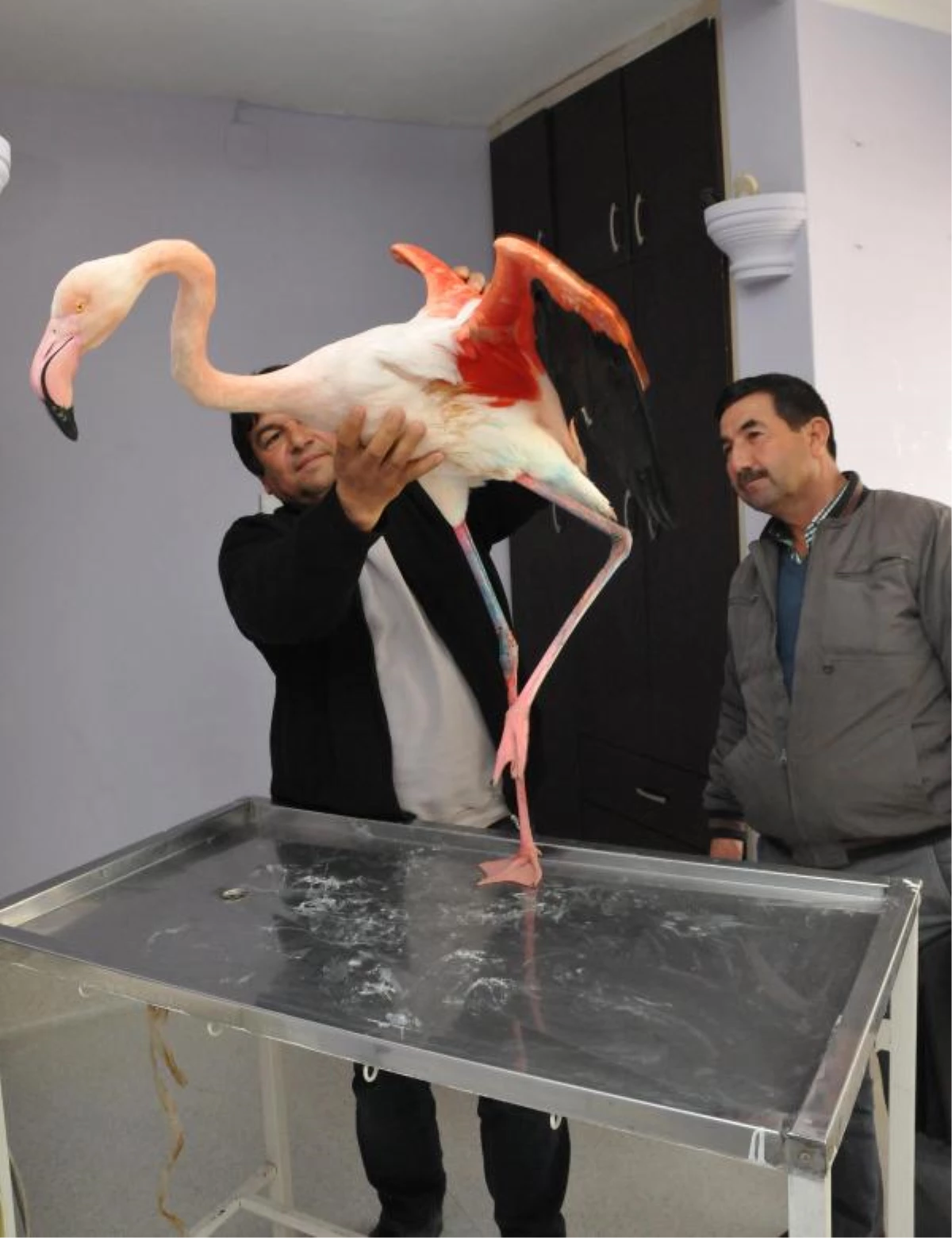 Yaralı Flamingo, Yarım Bıraktığı Göçü Tamamlayacak