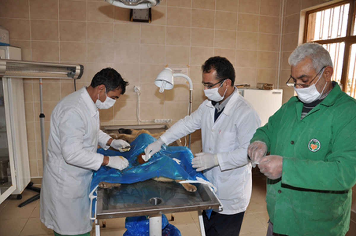 Barınaklar 12 Metrekareye Çıkarılıyor