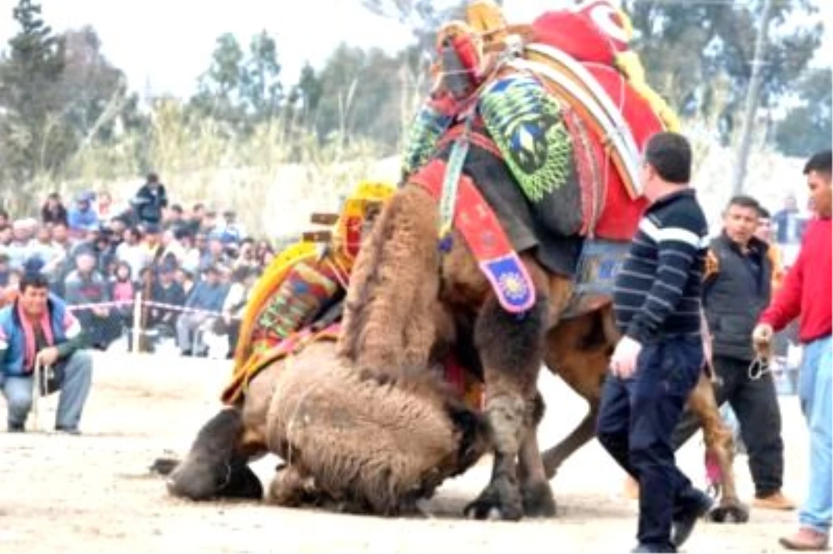 Develer Hakemin Bacağını Kırdı