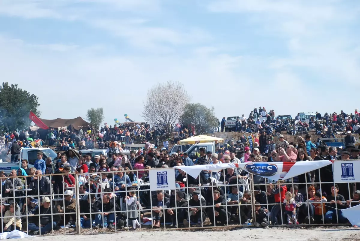 Didim 1. Deve Güreşleri Büyük İlgi Gördü