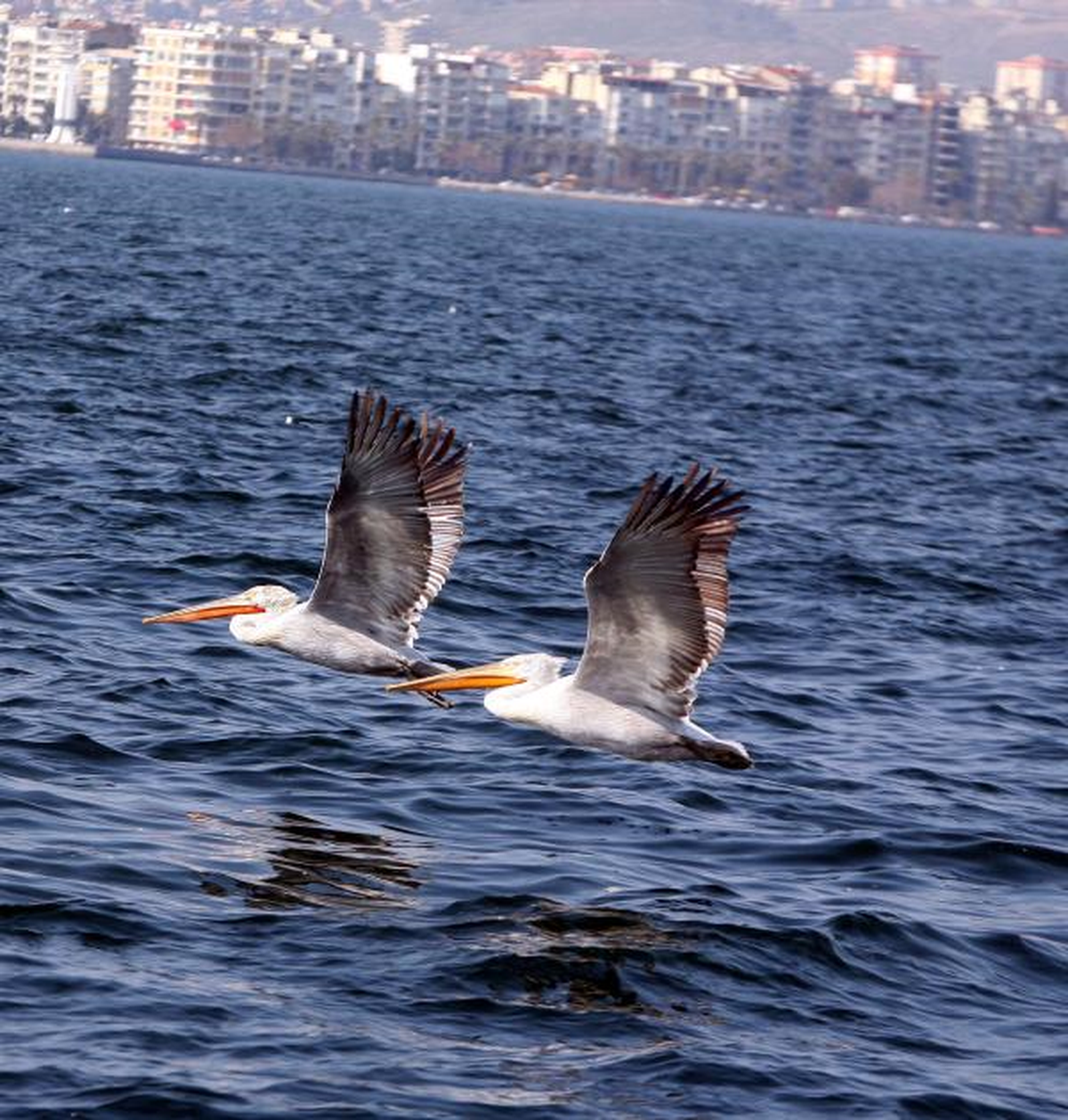 İzmir Körfezi\'ni Pelikanlar Bastı