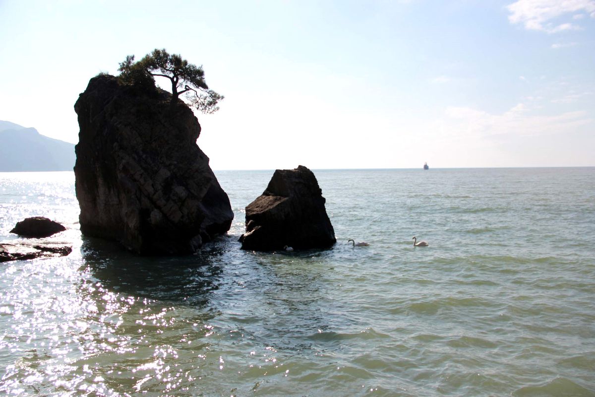 Kuğular Batı Karadeniz'e Sığındı