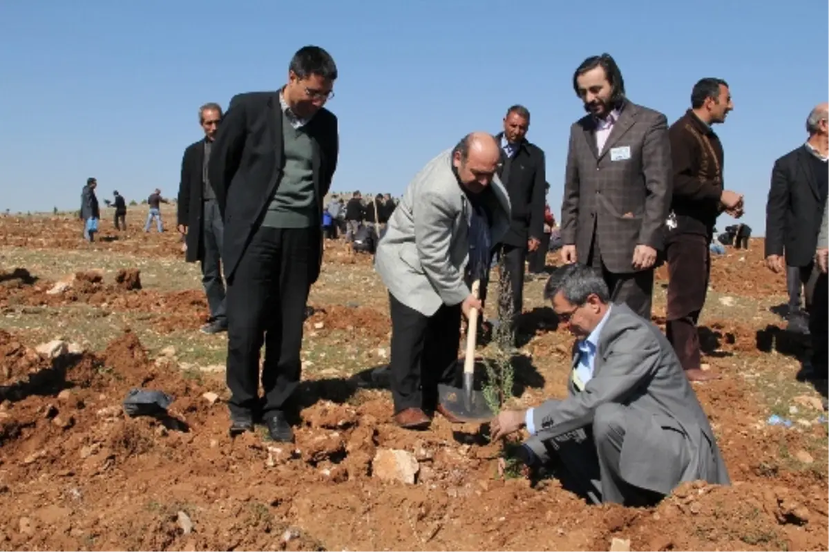 Osmanbey Kampüsüne 1500 Fidan Dikildi