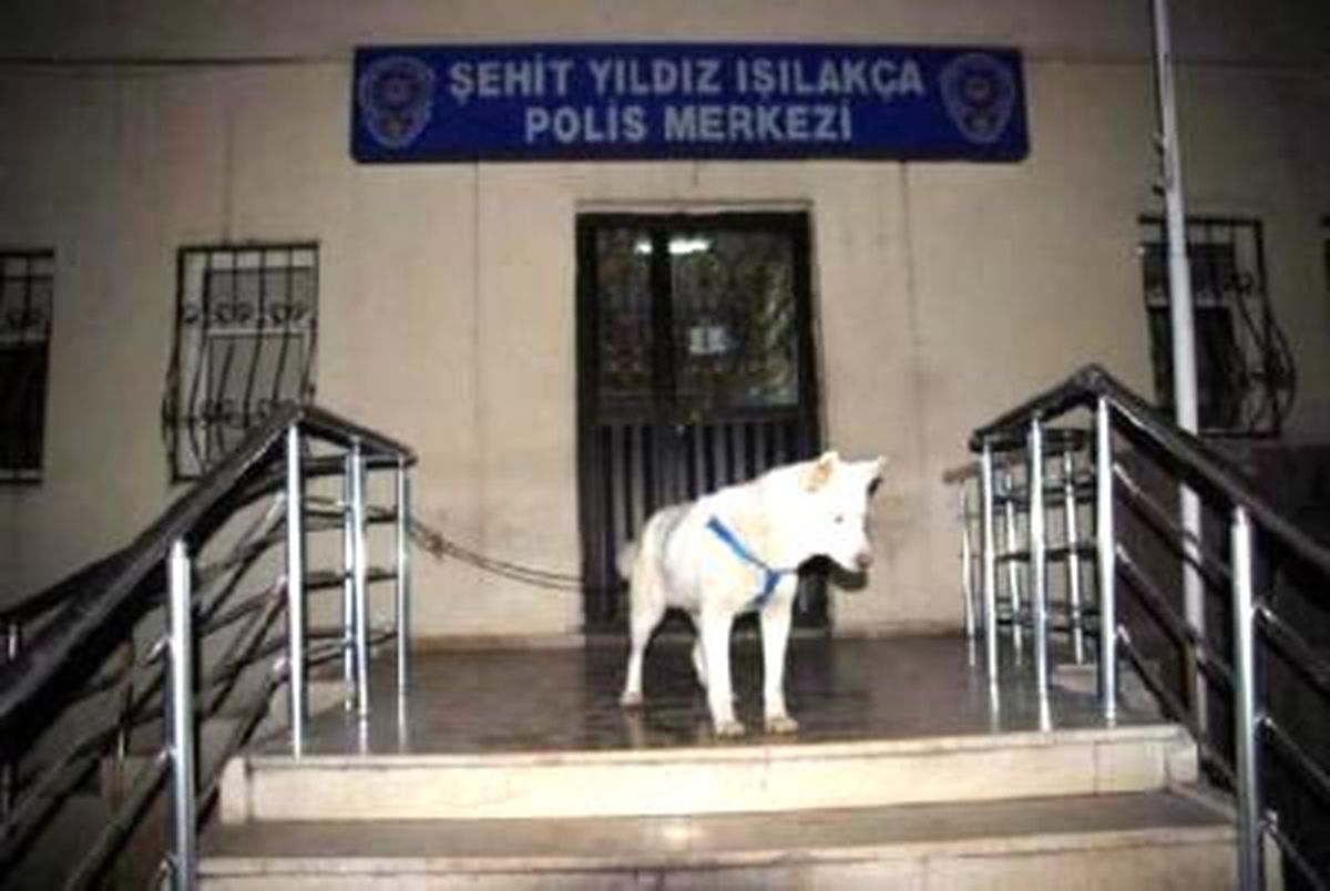 Sibirya Kurtlu Hırsızlık Şebekesi Çökertildi