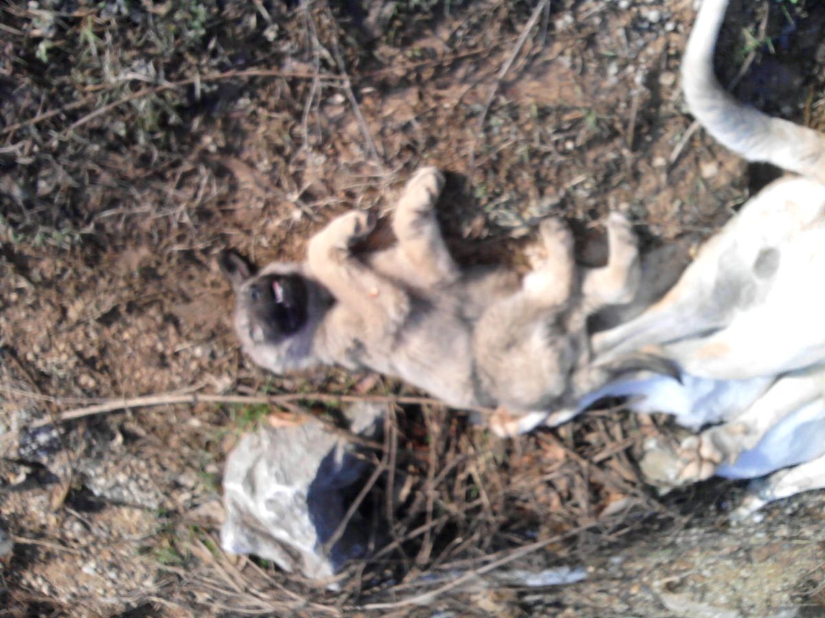 Yalova\'da Köpek Katliamı