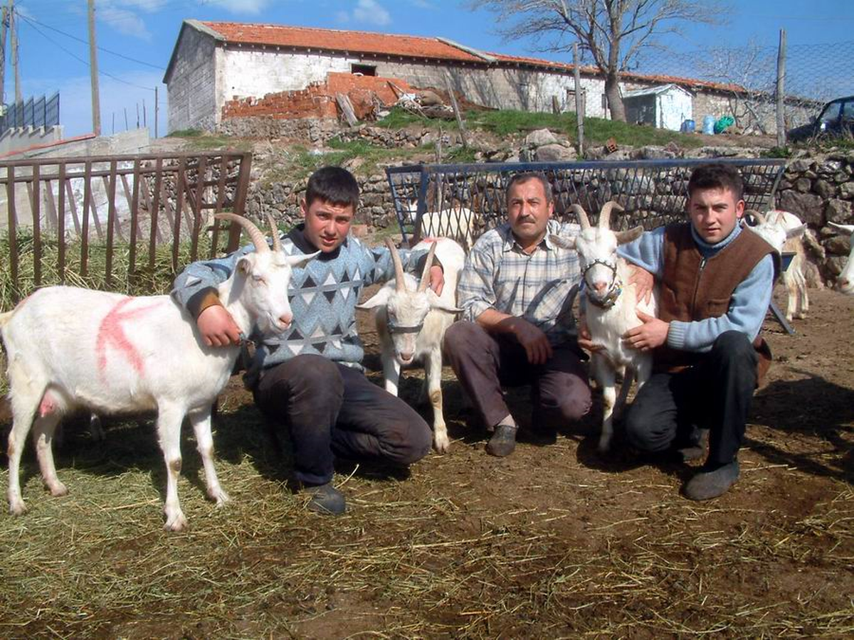 Burhaniye'de Saanen Keçileri Besicinin Umudu Oldu