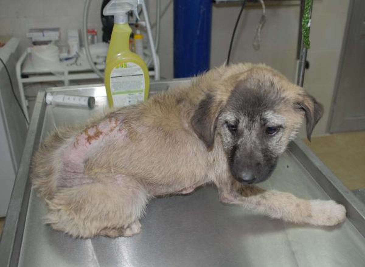 İşkence Kurbanı Sokak Köpeği \'Mazlum\' Tedavi Edildi