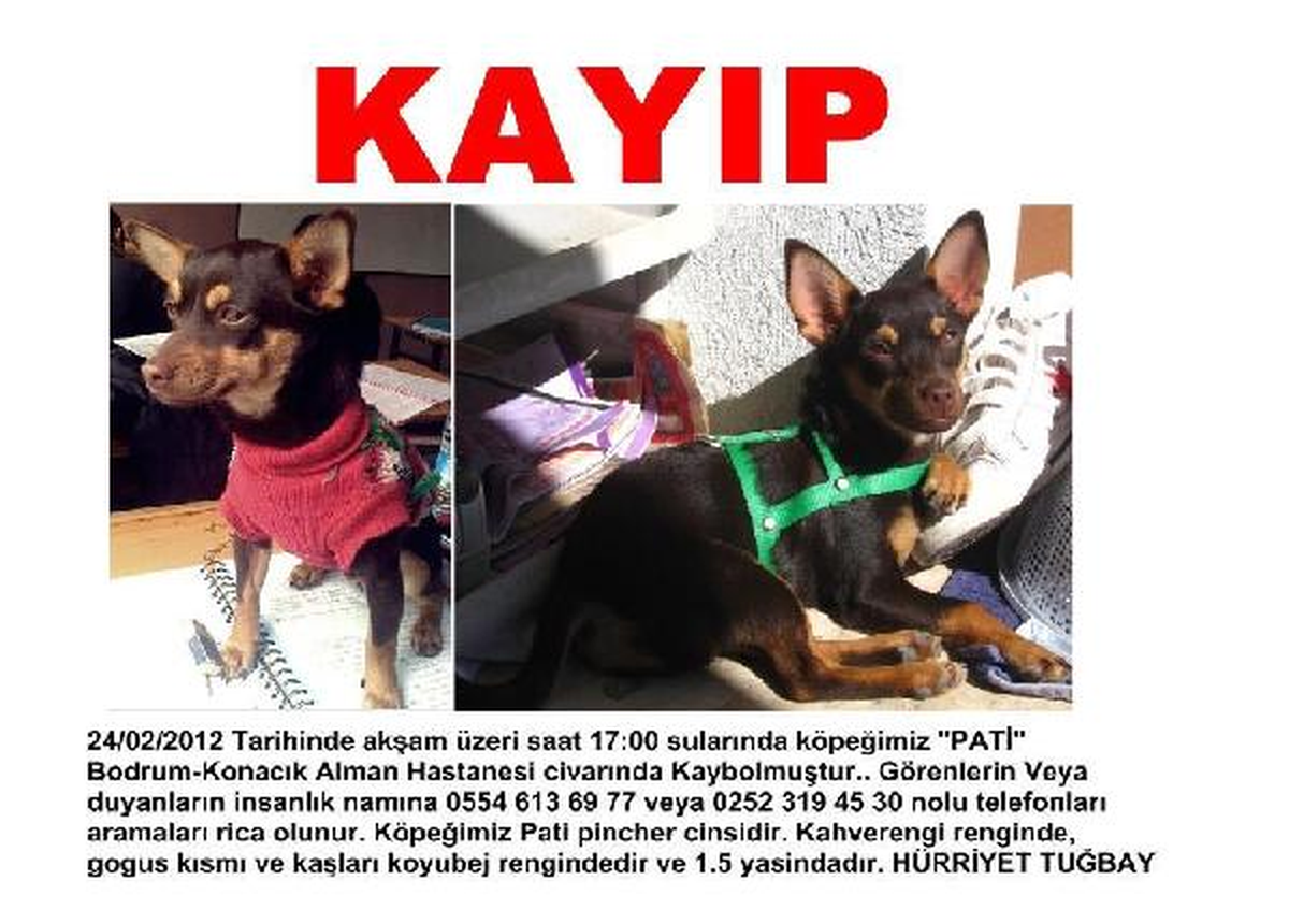 Kayıp Köpek \'Pati\' Aranıyor