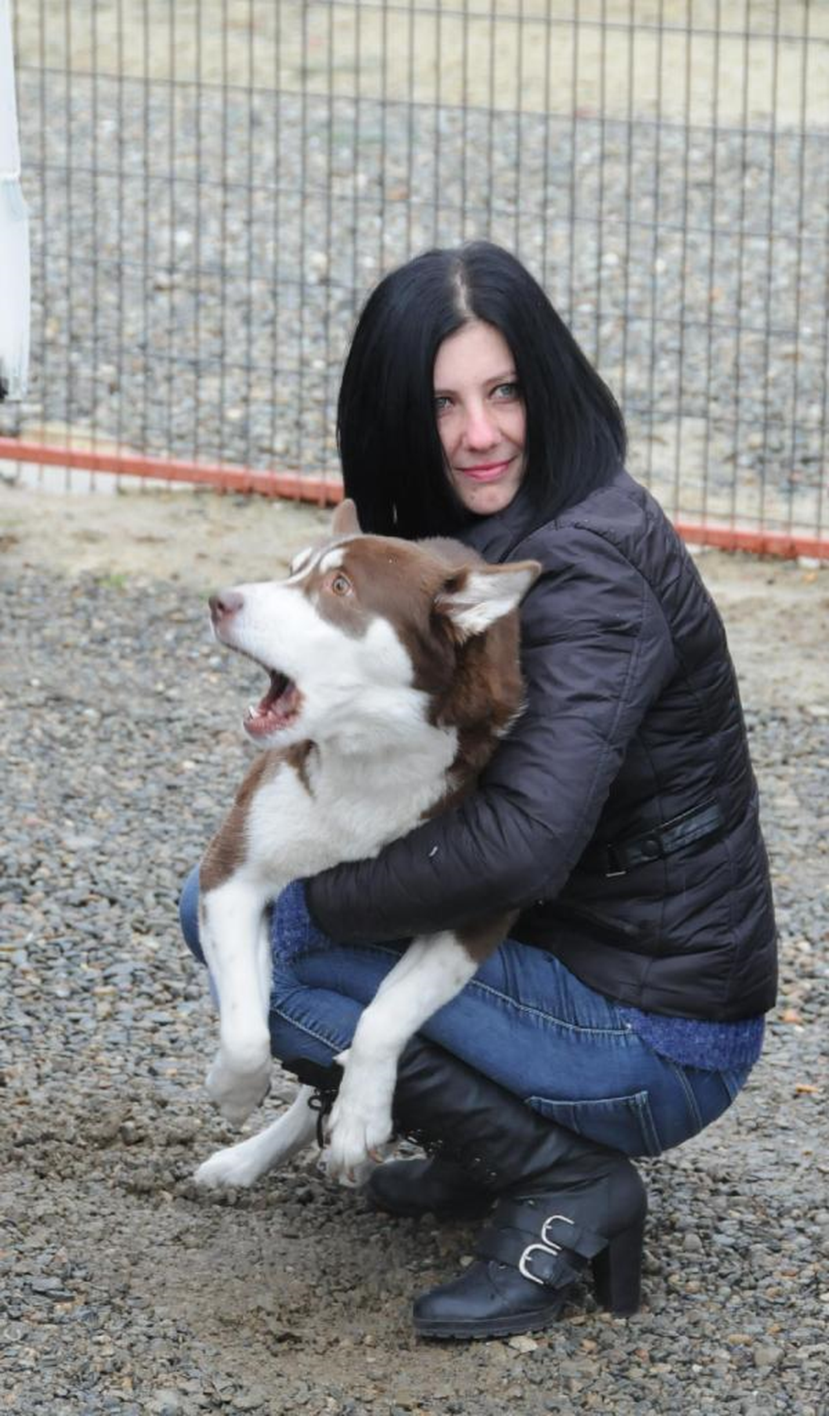 Giresun\'da, Felç Olan Köpeğe Tekerlekli Protez