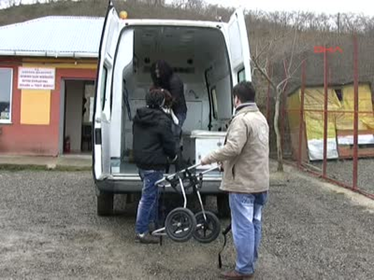 Kurt Köpeği Maya Tekerlekli Protezle Yürümeye Başladı