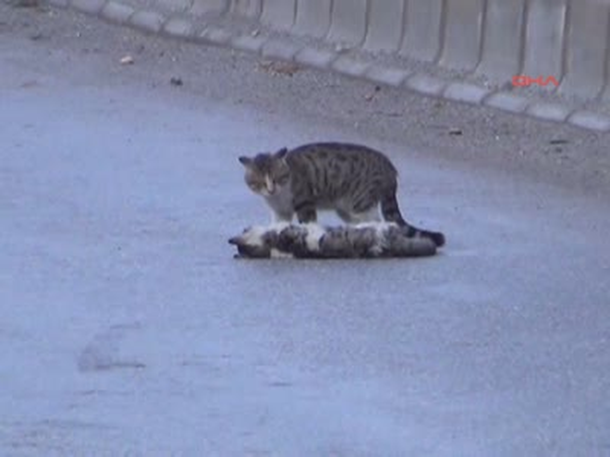 Erkek Kedi, Ölen Dişisinin Başında Saatlerce Bekledi