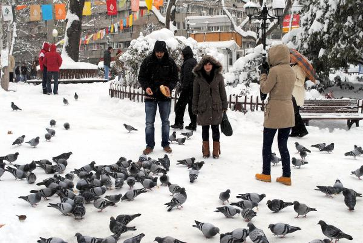 Kuğulu Park\'ta Aç Kalan Kuşlara Yem
