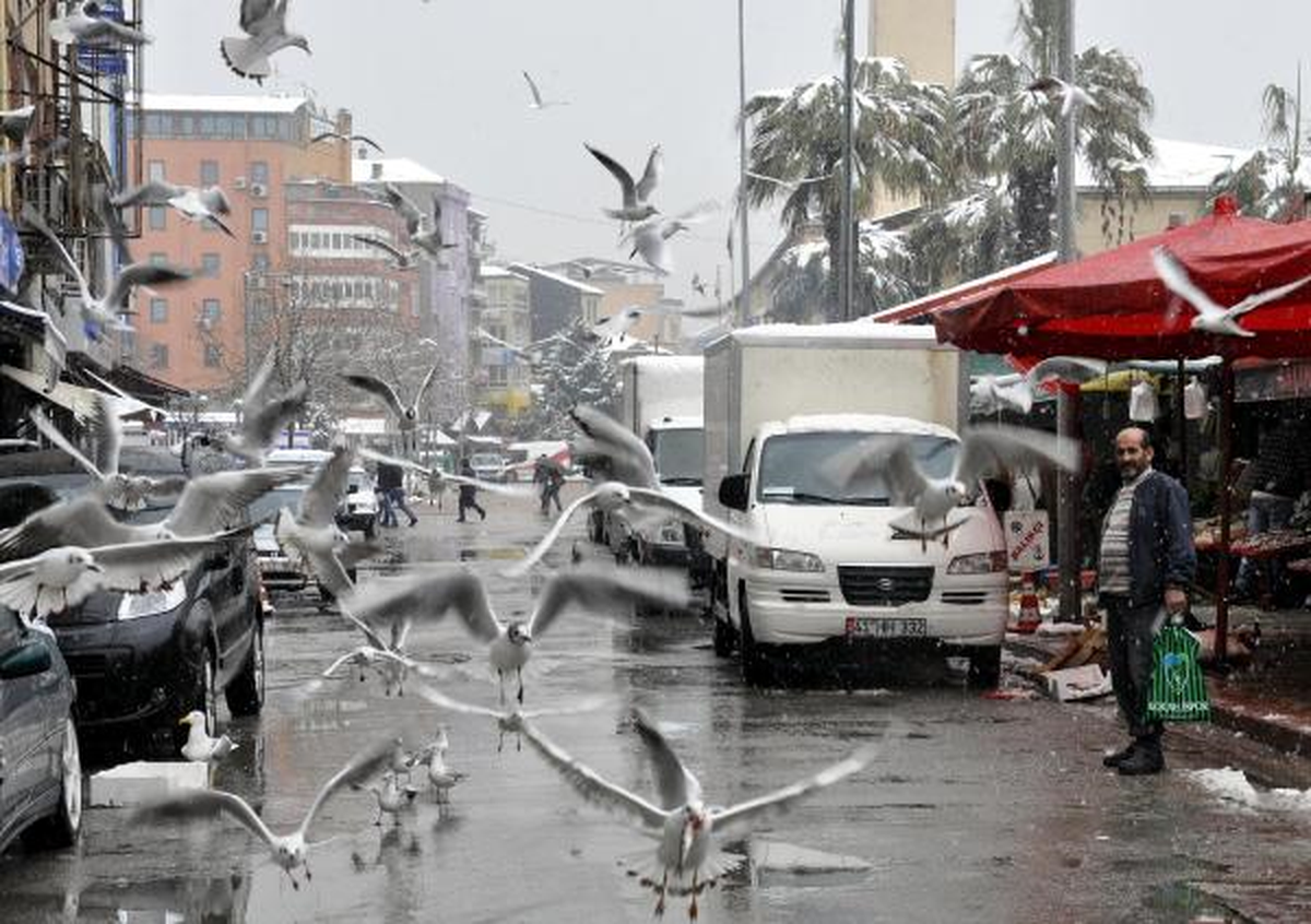 Martılar Karda Avlanamayınca Balık Pazarına Akın Ettiler