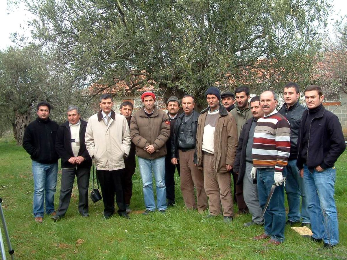 Pelitköy de Zeytin Budama Kursu