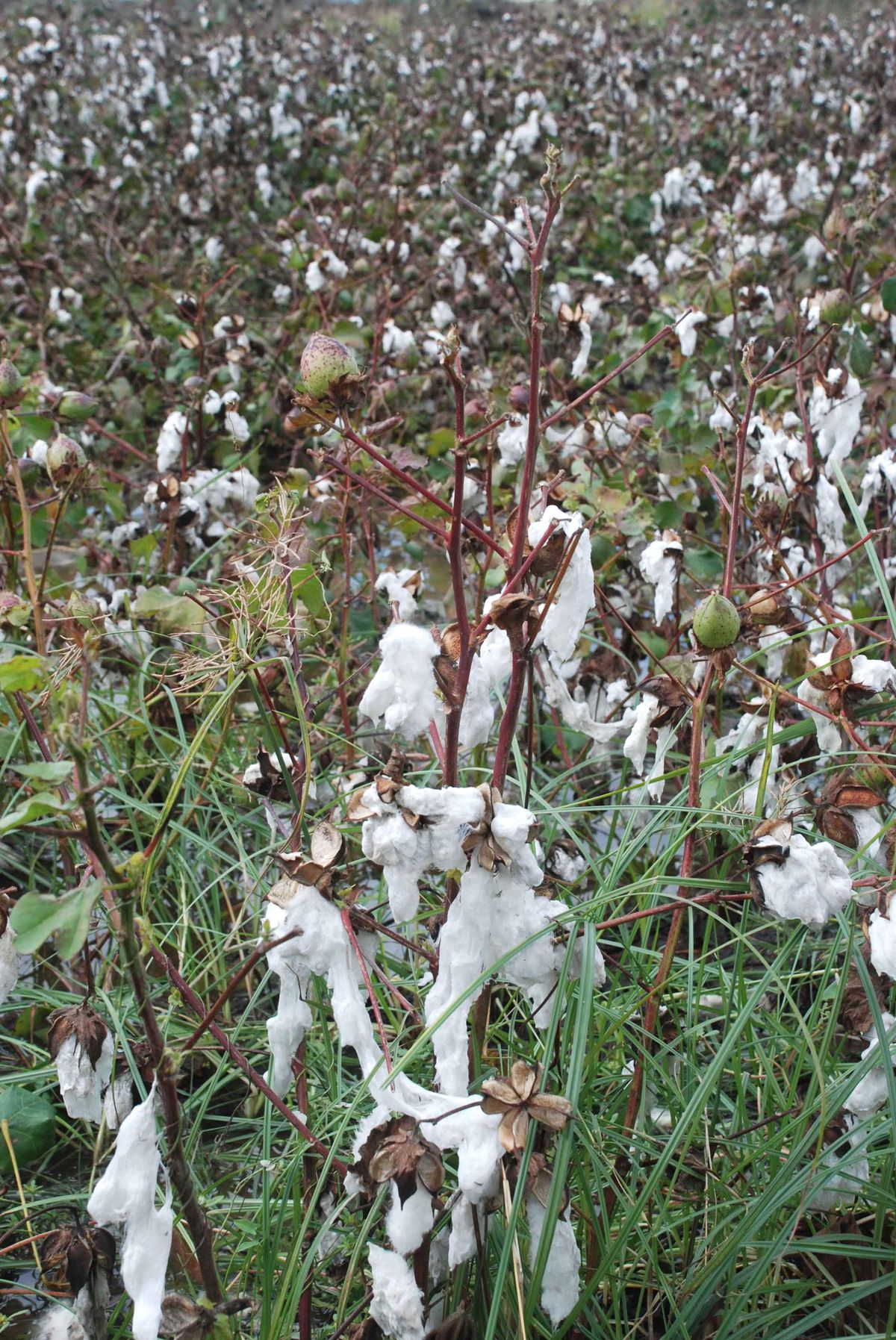 Tarım Sigortaları 2012 Yılı Uygulama Esasları Belirlendi