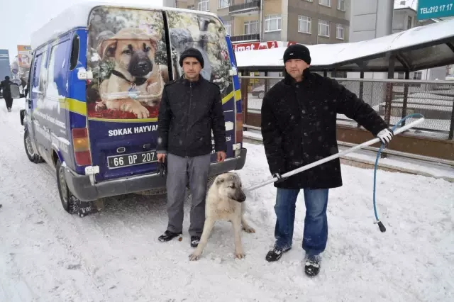 Yozgat Belediyesi Kisin Sokak Kopeklerini Hayvan Barinaginda Besliyor Son Dakika