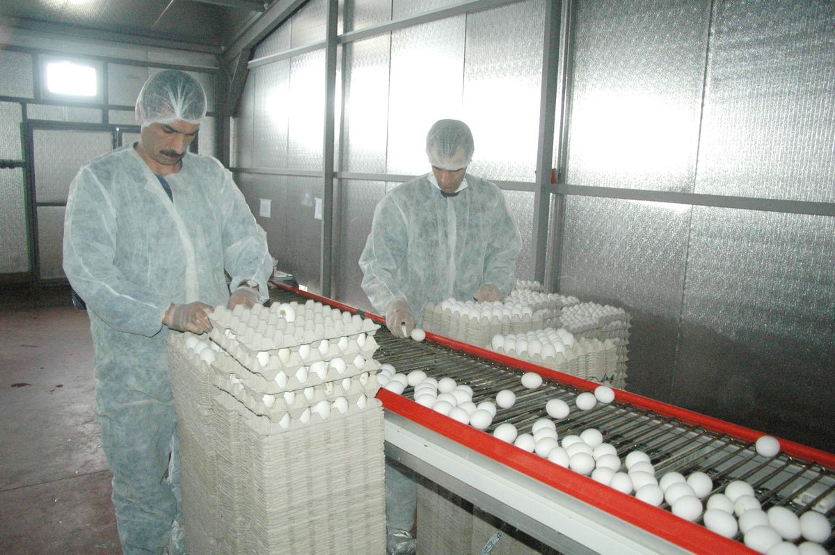 Kafessiz Kümeslerde Yumurta Üretimi
