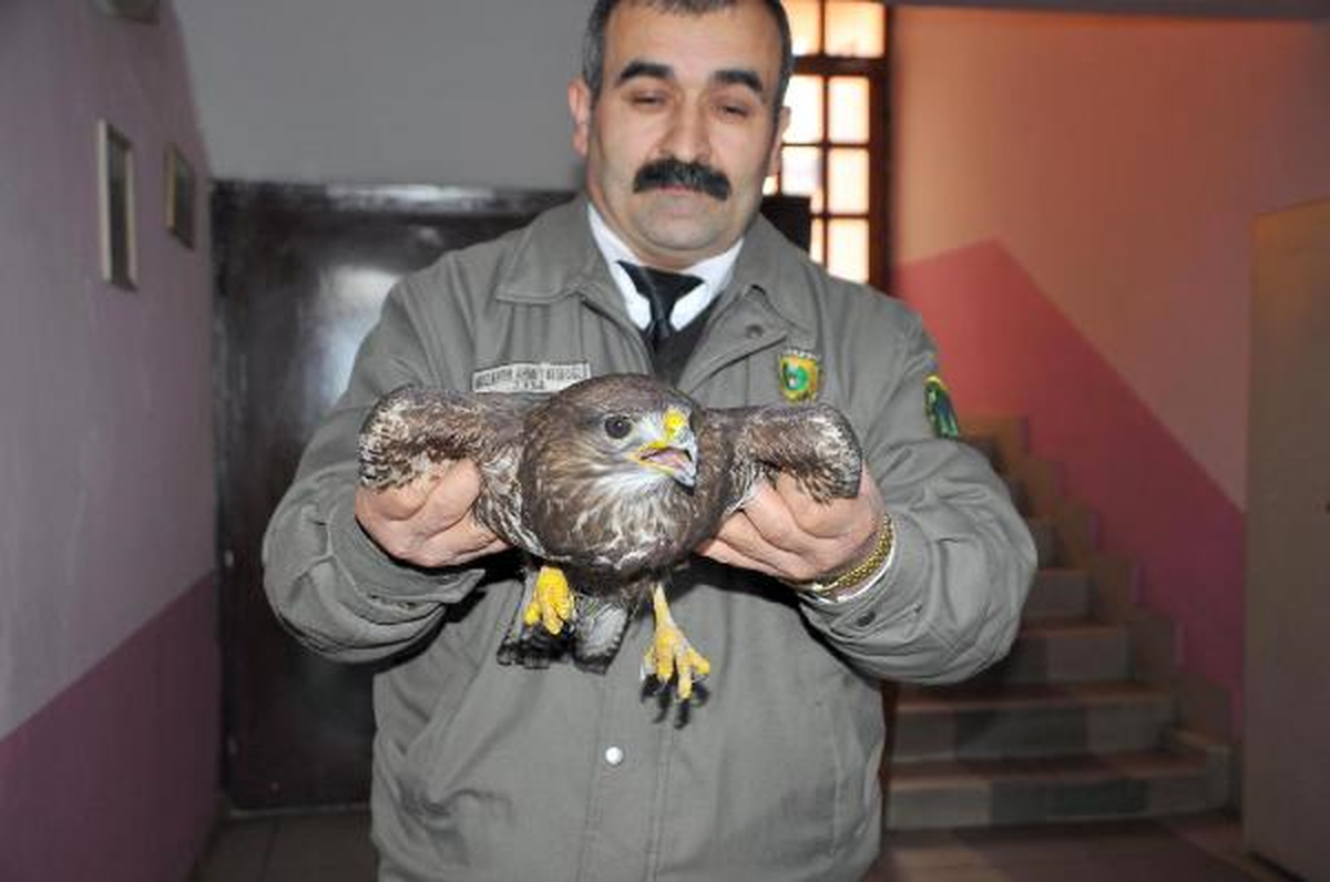 Avcıların Vurduğu Yaralı Şahin, Orman Müdürlüğü\'ne Teslim Edildi