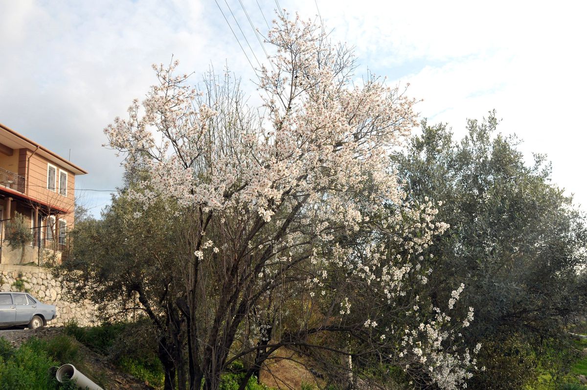 Dalaman\'da Ağaçlar Çiçek Açtı