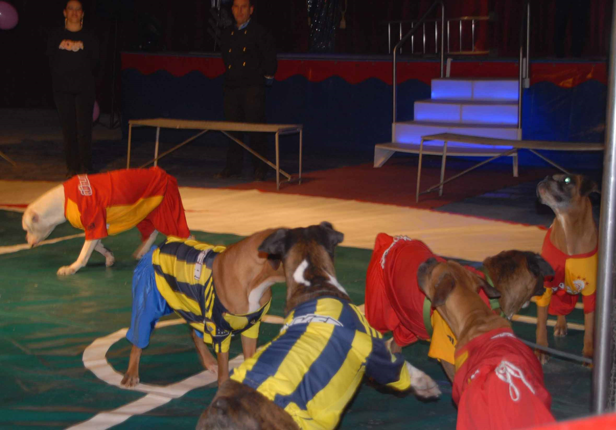 Sirkteki Derbiyi Galatasaray Kazandı