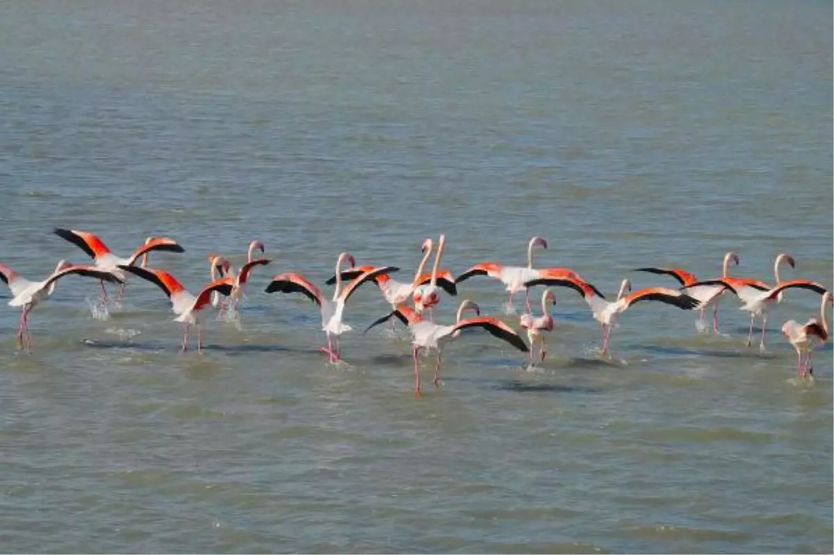 Flamingolara Üreme Adası