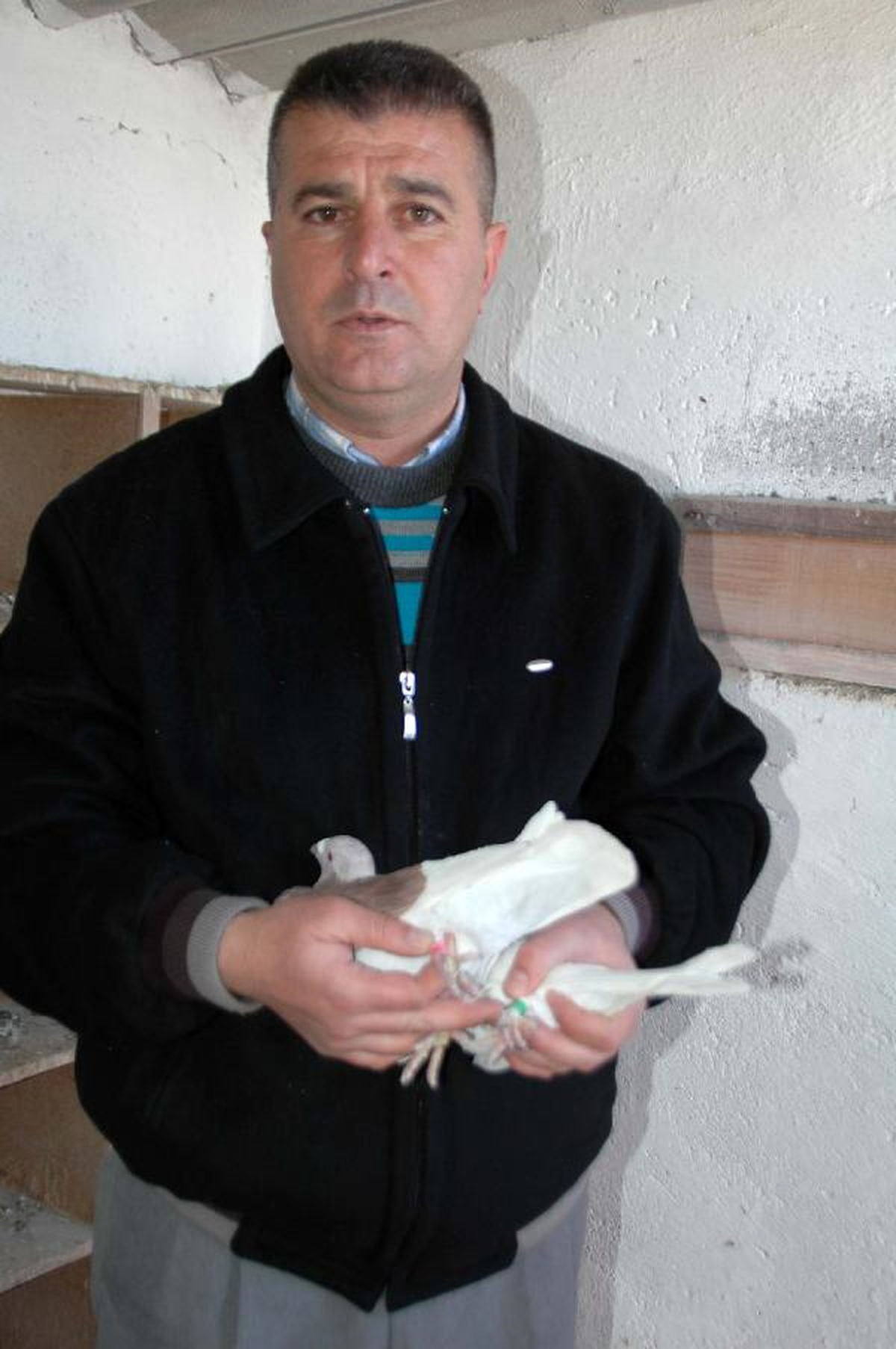 Güvercinlerin \'Kimliği\' Ayaklarında