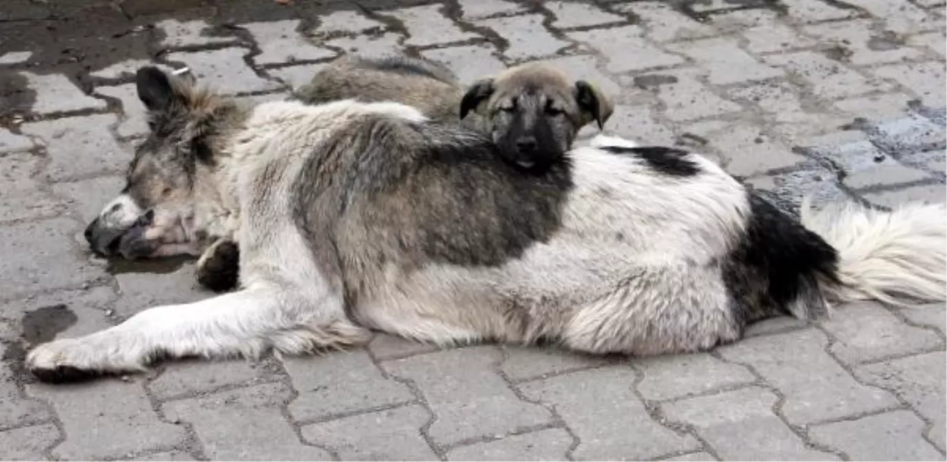 Yavru Köpeğin Anne Acısı